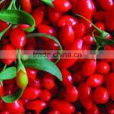 Goji Berry Price, Dried Organic Goji Berry thumbnail-4