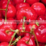 China Paper Bagged Fresh Cherries thumbnail-3
