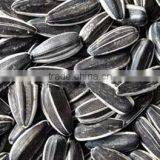 Black Sunflower Seeds 5009 thumbnail-2