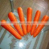 Low price fresh carrot from China
