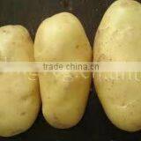 2016 China Fresh Potato thumbnail-5