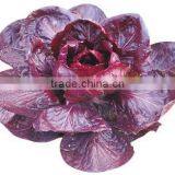 2016 Chinese Purple Vegetable Seeds Health Vegetables Seeds for Sale-Zi Hong thumbnail-1