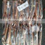 Sea Frozen Argentinus Illex Squid thumbnail-1