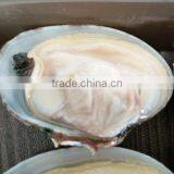 CHINA LOCAL BABY CLAM FOR MAKING VACCUM FROZEN BOILED CLAM thumbnail-1