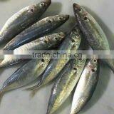 New Fish Frozen Horse Mackerel Seafood for Sale thumbnail-1