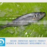 Zhengyuan Aquatic Frozen Horse Mackerel thumbnail-1