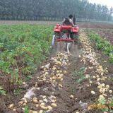 Potato Harvester thumbnail-1