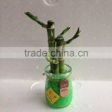 Lucky Bamboo Dracaena Sauderiana Mini Plant thumbnail-2
