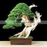Artificial In Outdoor Cedar Bonsai Tree Topiary Cypress Pine thumbnail-2