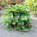 Strawberry Potato Felt Black Grow Bags thumbnail-6