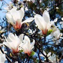 This Year's Price of Magnolia, Price Quotation List From Magnolia Base, Magnolia Manufacturers thumbnail-4