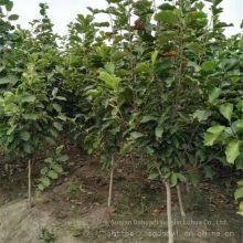 Prices of Magnolia Liliflora With Ground Diameters of 15 Cm, 18 Cm, and 12 cm in 2020. Cheap and Guaranteed Survival Rate. thumbnail-2