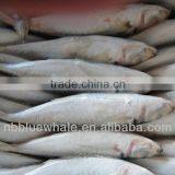 14-16cm Pacific Frozen Horse Mackerel