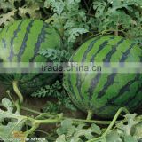 Jingfeng high resistance middle late mature hybrid watermelon seeds