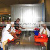 IQF Industrial Quick Freezer thumbnail-4