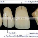 CE Approved Synthetic Polymer Teeth thumbnail-4