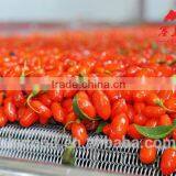Organic Goji Berry thumbnail-4