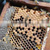 Chinese Green Propolis thumbnail-6