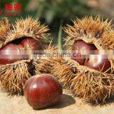 Raw Chinese Chestnut for Sale--best for Roasting thumbnail-2