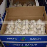 2016 New Fresh White Garlic at Cheap Price thumbnail-3