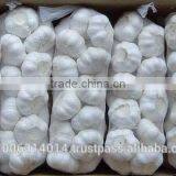 Fresh White Garlic Crop 2016 thumbnail-6