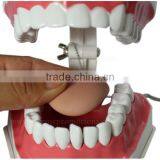 Handmade Plastic Dental Jaws Human Teeth Model thumbnail-3