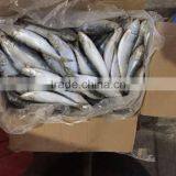 Sardine(Sardinella Longiceps) thumbnail-5