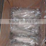 Asian Sea Bass Lates Calcarifer Barramundi thumbnail-4