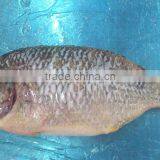 BLACK TILAPIA/ RED TILAPIA/ OREOCHROMIS/ PERCH thumbnail-4