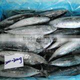 for Canning Low Price 200g Fresh Frozen Bonito Tuna thumbnail-3