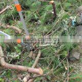 Anvil Lopper With Telescopic Alum Handle thumbnail-4