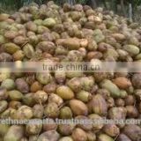 Coconut Supplier in India