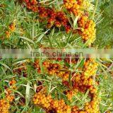 Bulk Seabuckthorn Fruit Oils With GMP Certified Chinese Factory Supply, Essential Oil, Plant Oil thumbnail-3