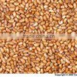 Teff Organic Grain Ethiopia thumbnail-1