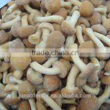 Grade A Chinese Nameko Mushroom Spawn for Sale thumbnail-6