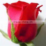 Natural Rose Flower thumbnail-3