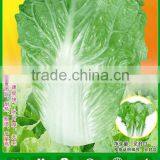 CC04 SJ No.5 Early Ripe Chinese Cabbage Seed, Hybrid Chinese Cabbage Seeds thumbnail-1