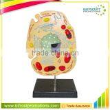 Animal Cell Anatomical Biological Model Teaching Aids thumbnail-1