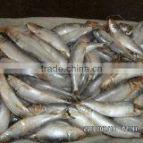 IQF Frozen Fresh Light Caught Sardine for Tuna Bait Offer From China thumbnail-1