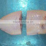 BLACK TILAPIA/ RED TILAPIA/ OREOCHROMIS/ PERCH thumbnail-6