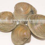 Cherry Stone thumbnail-6