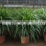 Dracaena Draco,Dracaena Angustifolia Indoor Plants thumbnail-2