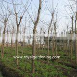 Delonix Regia Project Trees thumbnail-2