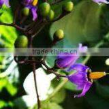 Belladonna Extract thumbnail-2