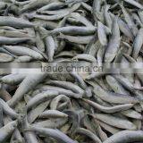 IQF Frozen Baltic Herrings / Frozen Sardine Fish