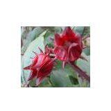 Hibiscus Flower Extract thumbnail-1