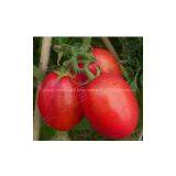 Tomato Seed Supply thumbnail-1