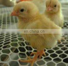 XINHAI Factory Product HDPE Plastic Flat Mesh/Farming Plastic Net thumbnail-5