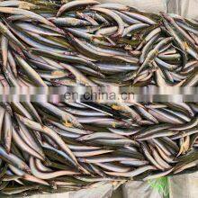 Good Price Frozen Sand Lance Whole Round thumbnail-1