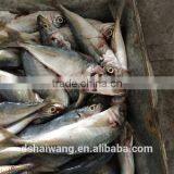 Frozen B Grade Trachurus Japonicus for Feeding thumbnail-3